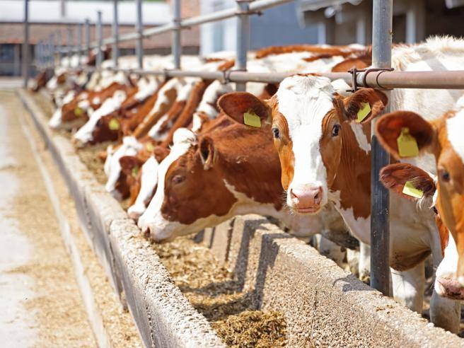 Vache folle, un cas découvert dans une ferme aux Pays-Bas.  Les autorités : « Pas de menaces alimentaires »