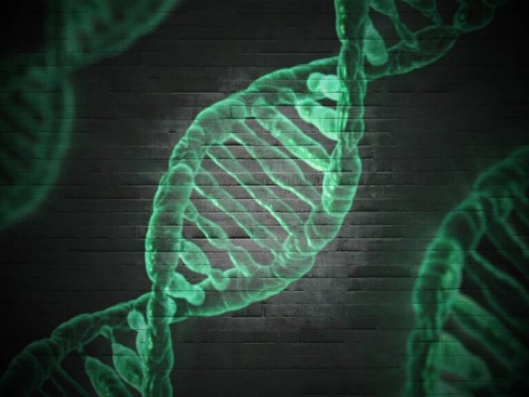 ADN, pour la première fois voici la séquence complète du chromosome Y