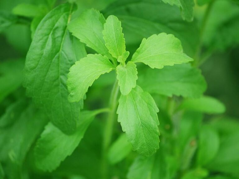 Stevia : quels sont les bienfaits de cet édulcorant naturel